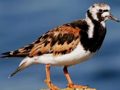 PFAS: KUŞLARDA 180 KAT DAHA FAZLA 'KALICI KİMYASAL' BULUNDU