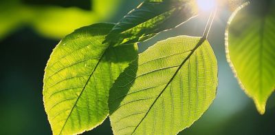 YAPAY FOTOSENTEZ: KİMYAGERLER BİTKİLERİ TAKLİT EDİYOR