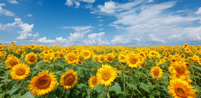 KATALİZ ARAŞTIRMALARINDA ÇIĞIR AÇAN GELİŞME: CO₂'NİN NİKEL İLE PARÇALANMASI